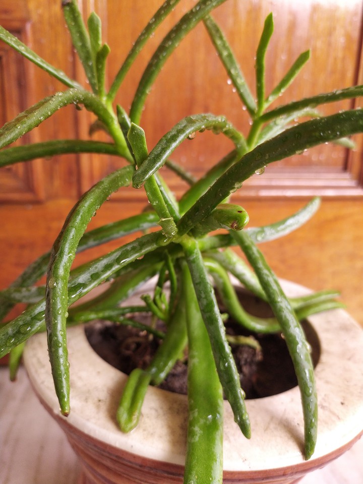 the cactus