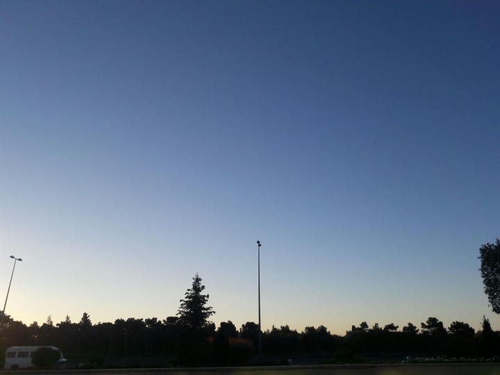 Morning trees