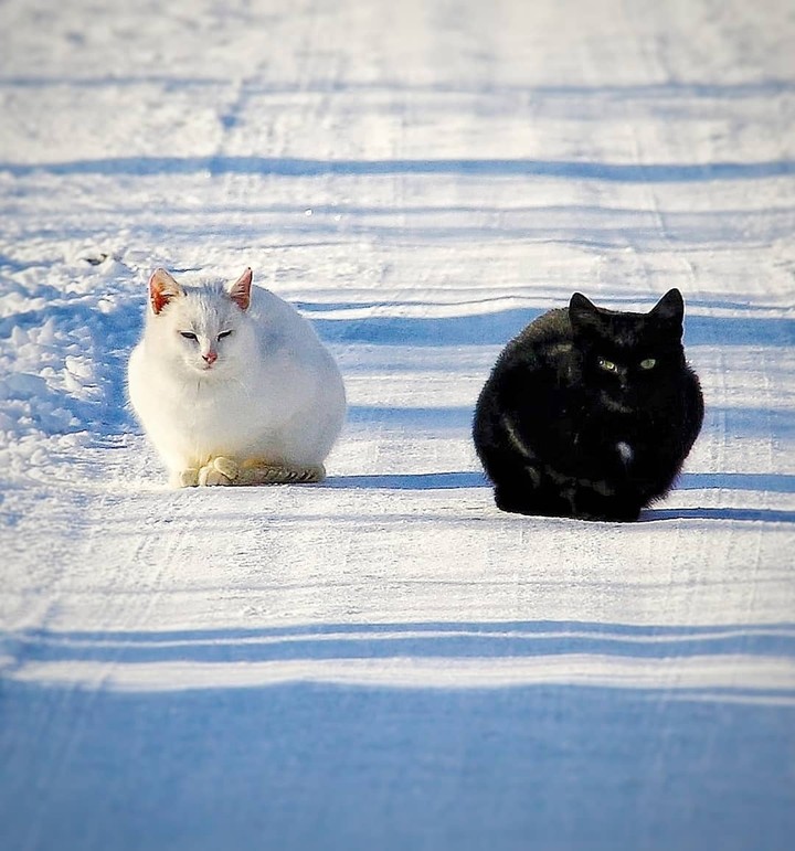 white and black cats