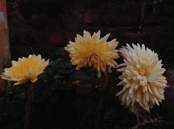 flower