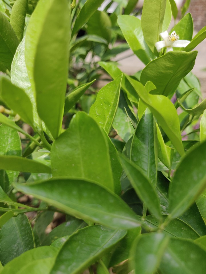 lemon blossom