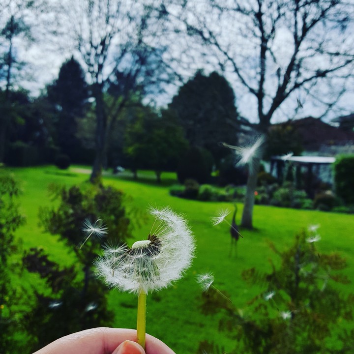 flower 