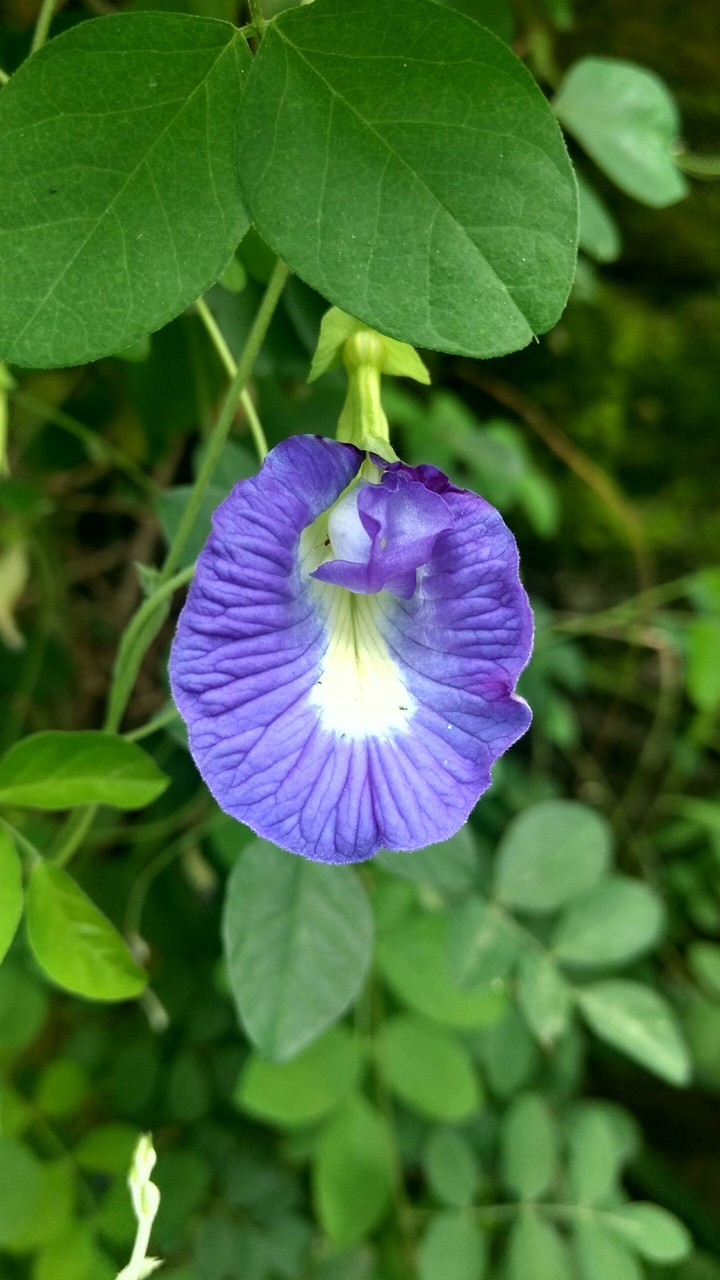 Beautiful flower