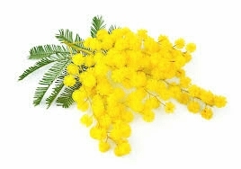 Auguri a tutte le donne!