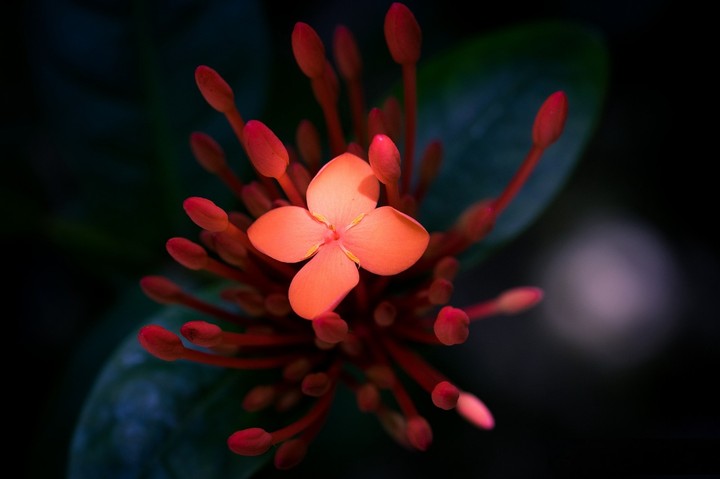 Red Amoled Flower
