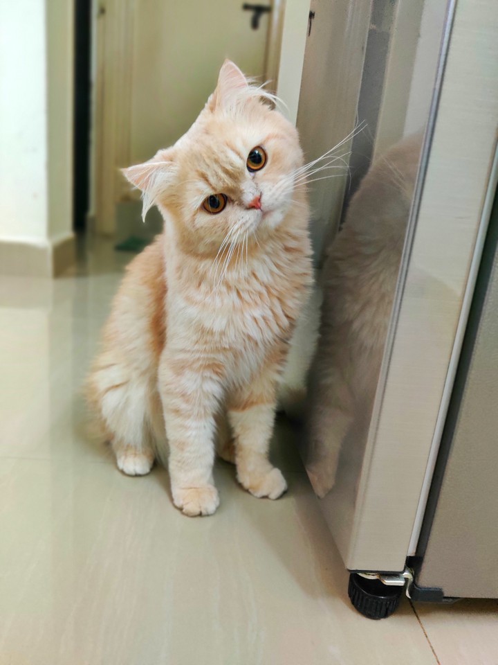 Meow