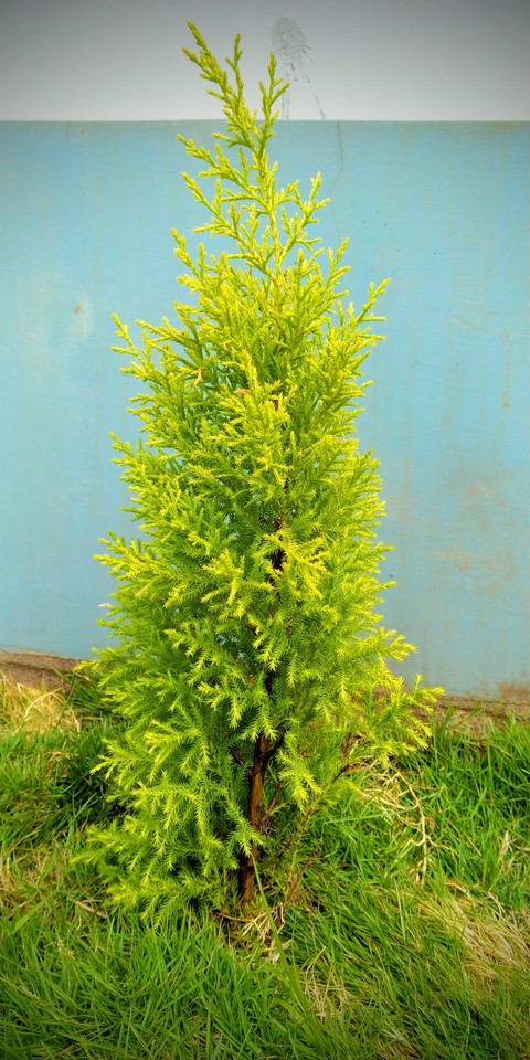 pic by me...??