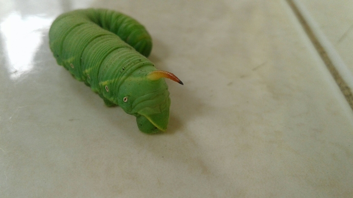 Caterpillar