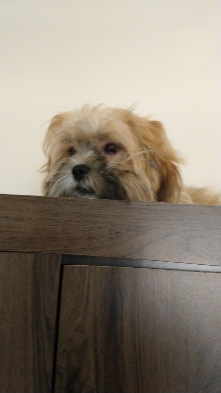 Dog