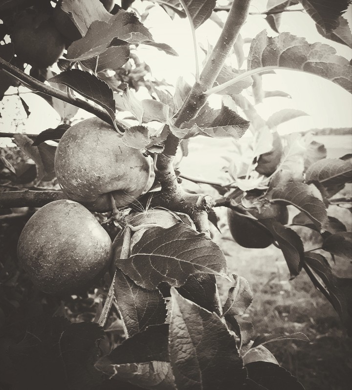 apples