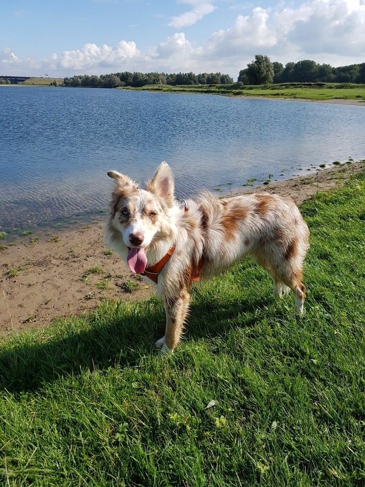 If It's Not A Broder Collie It's Just A Dog