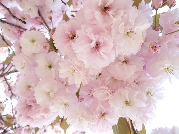 八重桜