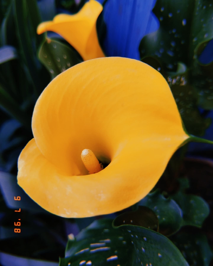 flower