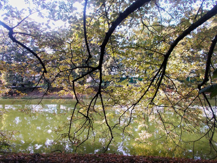 trees and river