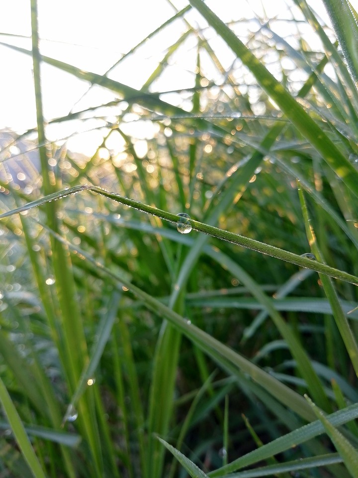 sun