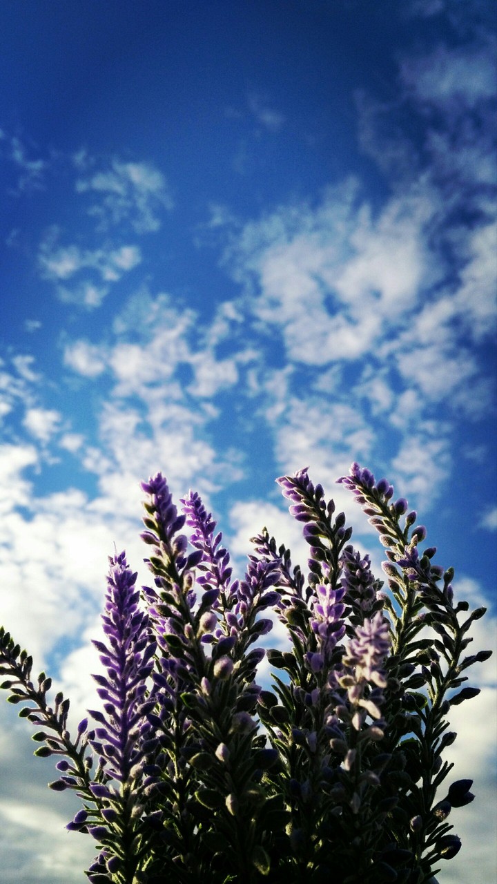 Sky
