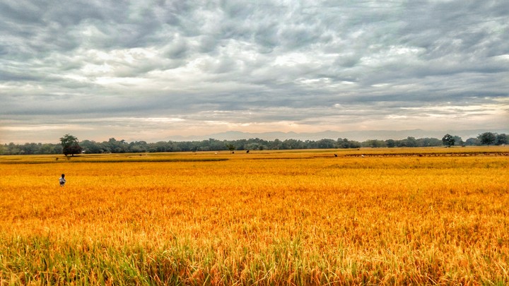 Paddy Field