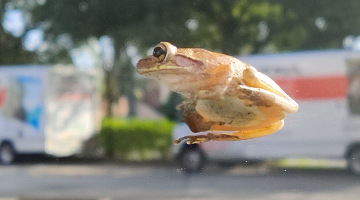 Windshield Rider