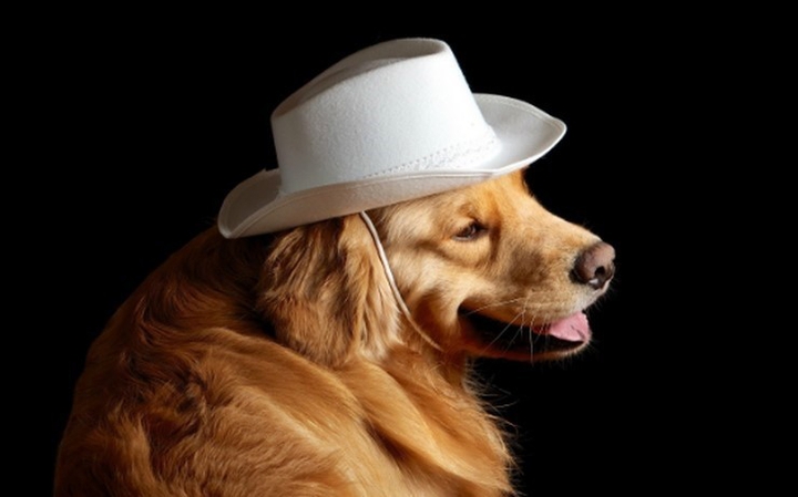 Cowboy Dog
