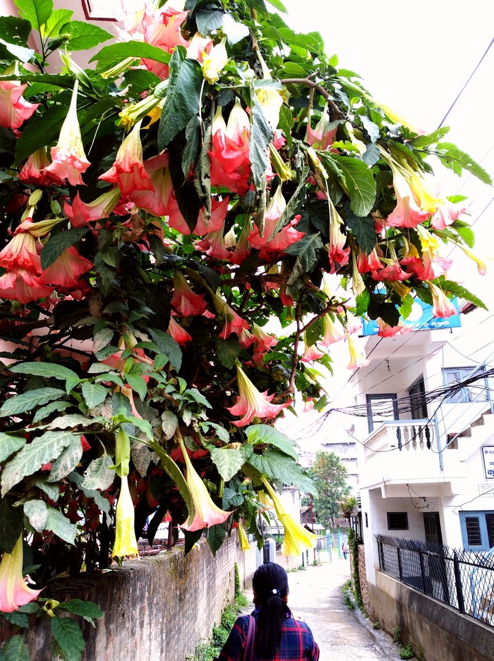 flowers