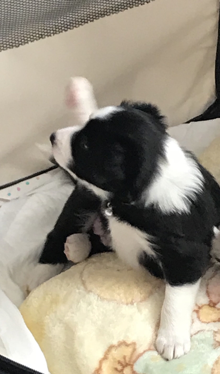 cucciolo