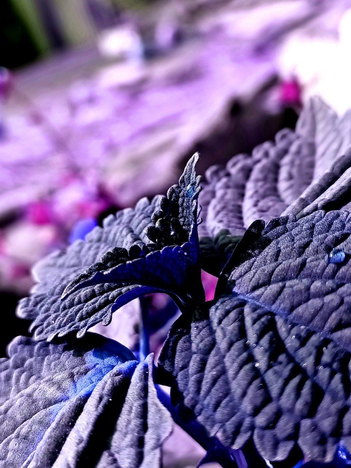 Purple Leaf