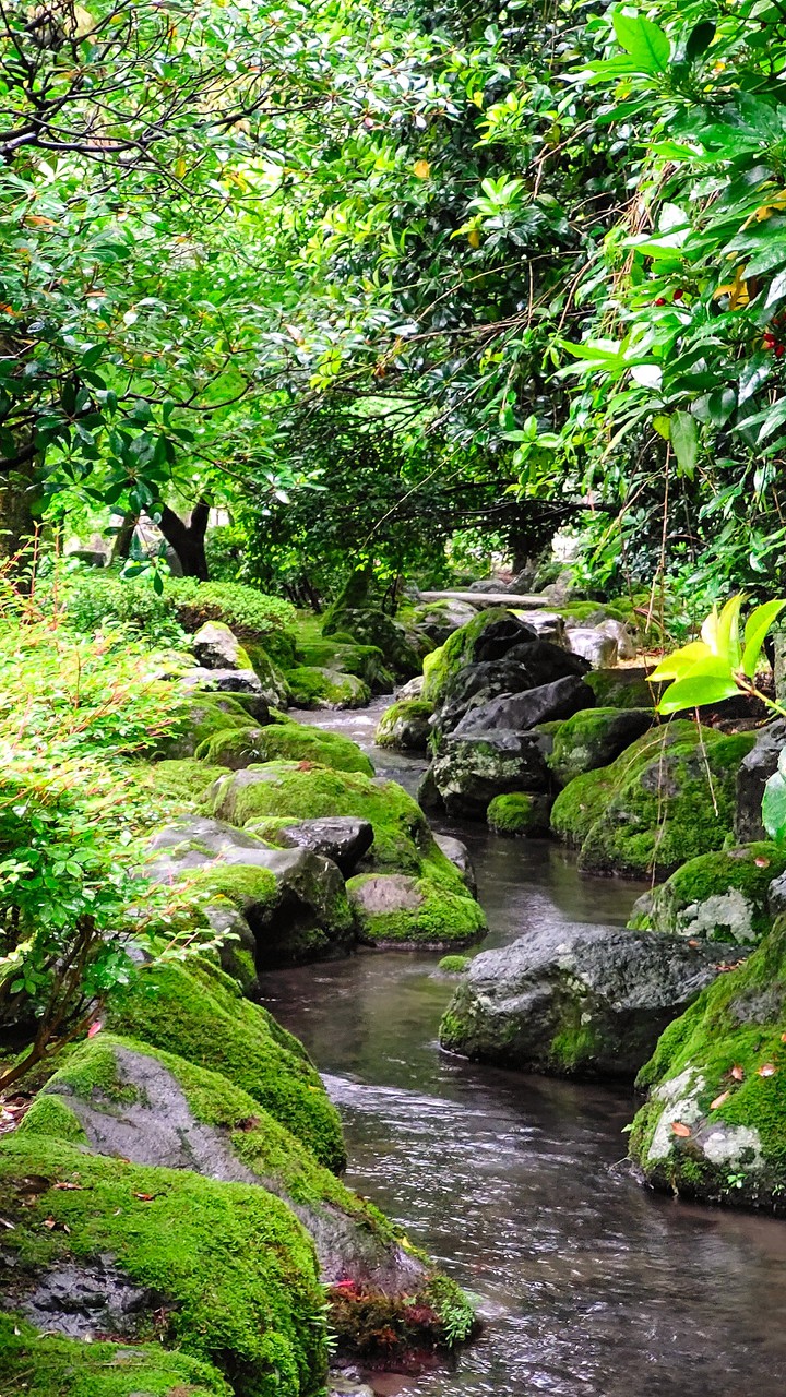 -moss-