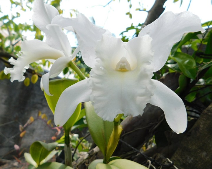 flower