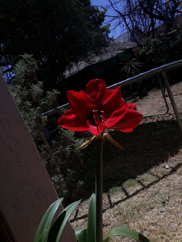 Red flower