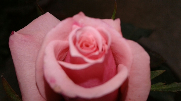 rose
