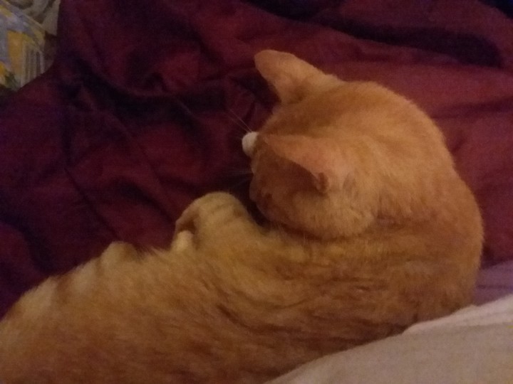 Last picture of Moe Moe Kitty. forever missed