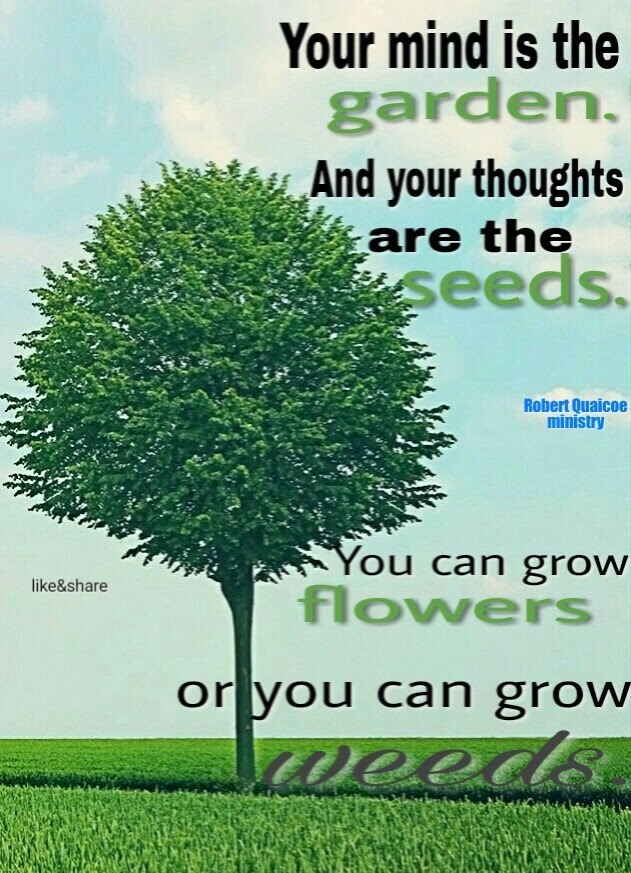 Seed