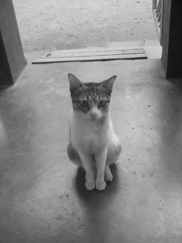 kitty be sensitive