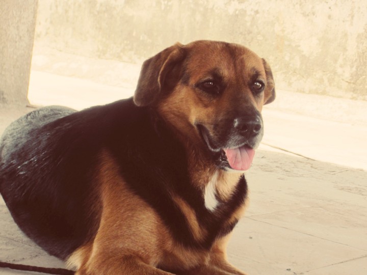 goldy