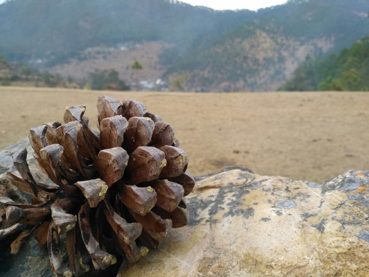 Nature