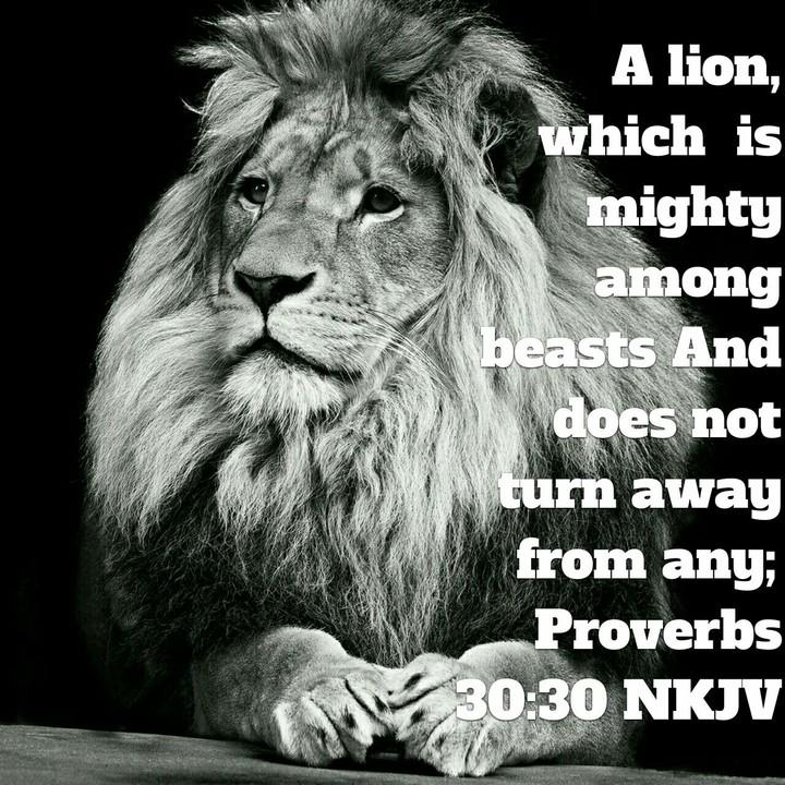 Lion