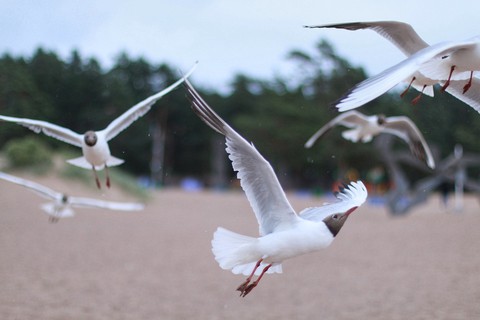 seagulls