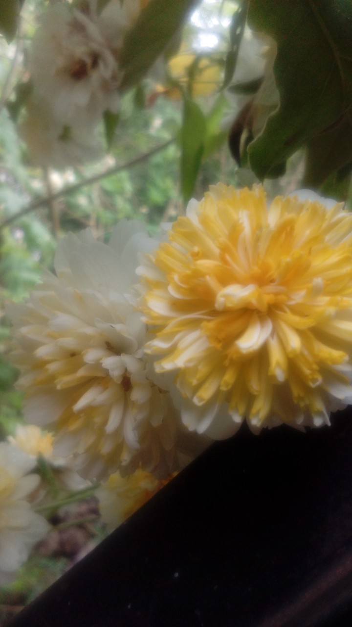 flor