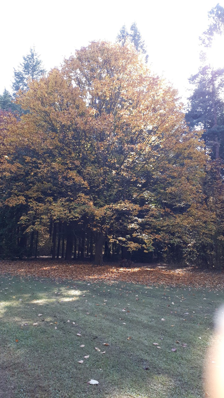 here: Budakeszi Arborétum