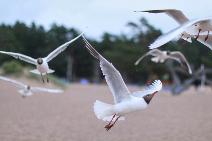 seagulls