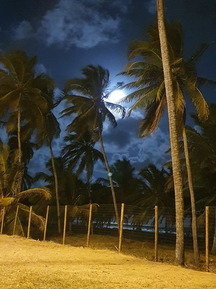 coqueiros e lua ,.coisas mas linda não tem