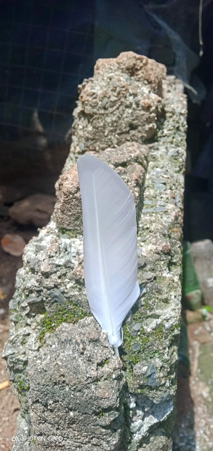 white feather