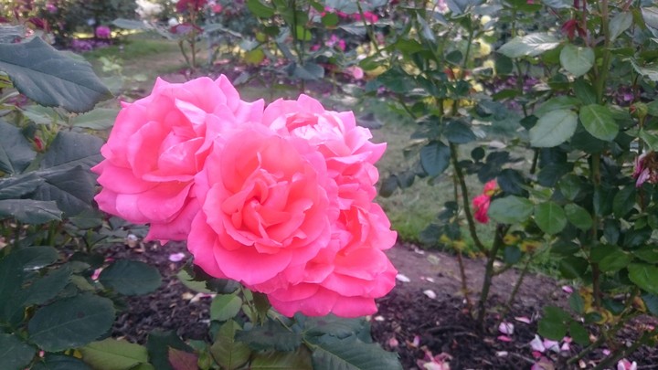 Portland Rose Garden