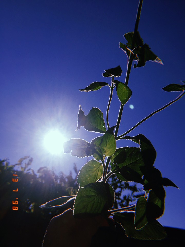 skip the sky