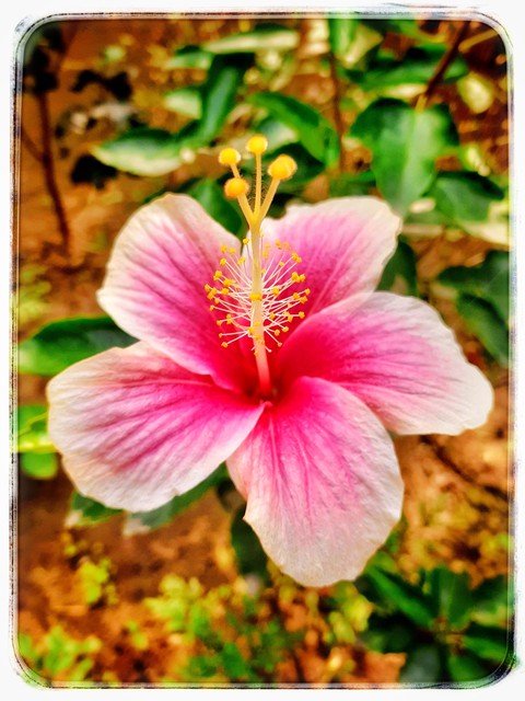 pink