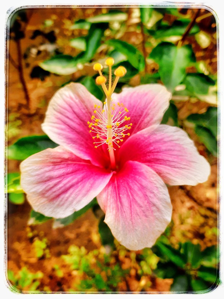 pink