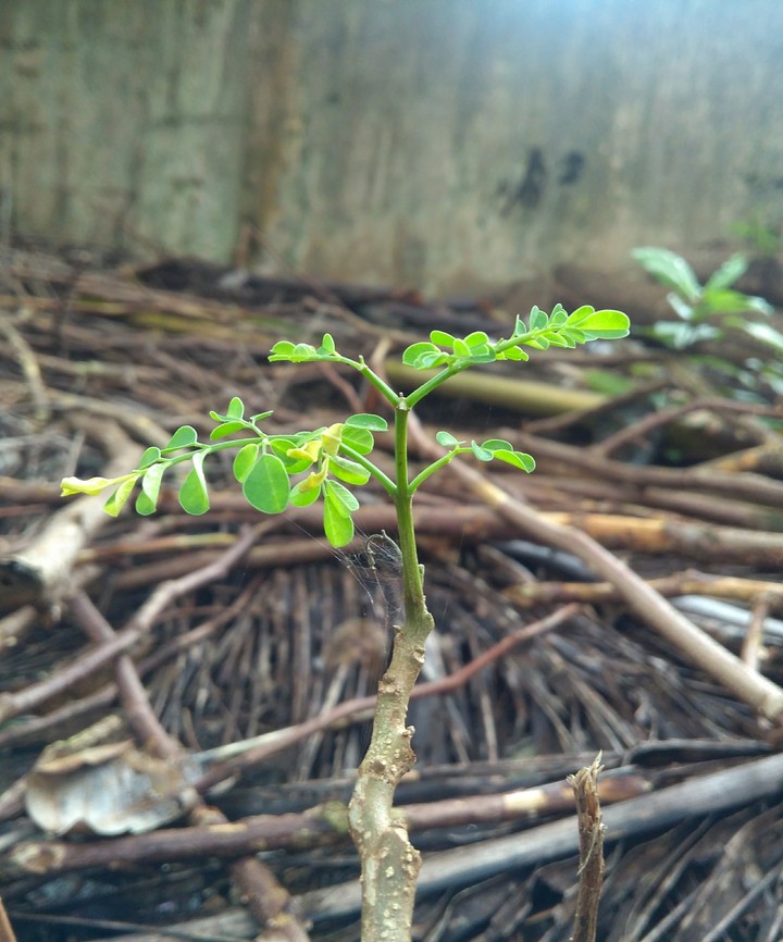 We can grow anywhere