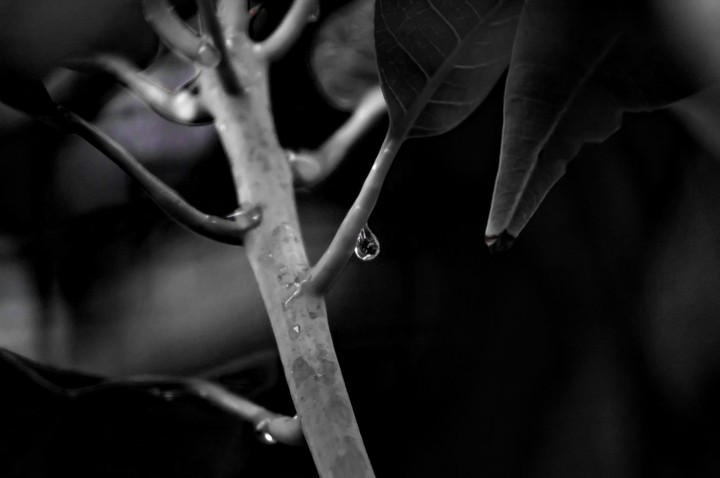 water droplets on stems.