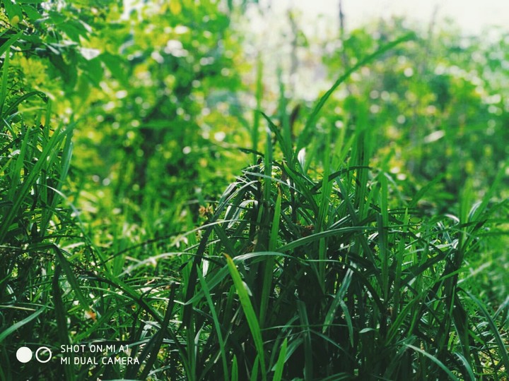 greenary