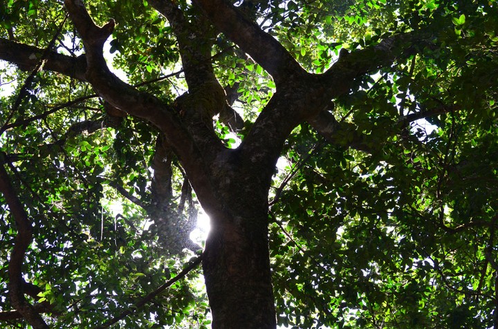 mother nature tree